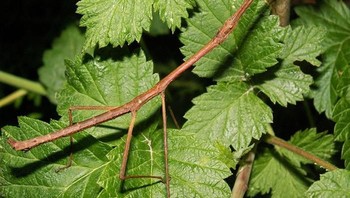 Ini bukan ranting pohon melainkan serangga yang wujudnya menyerupai tongkat. (Foto: Boredpanda)