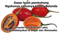 Nah ada juga nih buah yang katanya suka bohong. Terong Belanda, yang aslinya bukan dibudidaya di Belanda. Foto: Istimewa