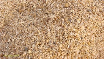 Perhatikan baik-baik, pada foto ini ada laba-laba serigala. (Foto: Boredpanda)