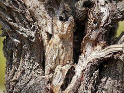 Kamuflase Hewan yang Mengecoh Mata