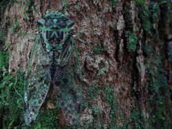 Kamuflase Hewan yang Mengecoh Mata