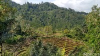 Suasana sejuk dan pemandangan yang indah seakan jadi obat. Wisatawan tidak akan merasa lelah meski berjalan kaki menuju ke sini. (Dadang/detikTravel)