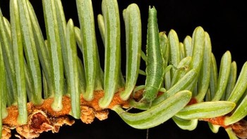 Tongkat serangga pun bisa menyerupai warna daun hijau. (Foto: Boredpanda)