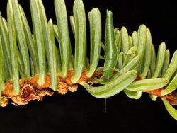 Kamuflase Hewan yang Mengecoh Mata