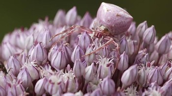 Laba-laba kepiting menyerupai warna bunga. (Foto: Boredpanda)