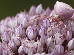 Kamuflase Hewan yang Mengecoh Mata