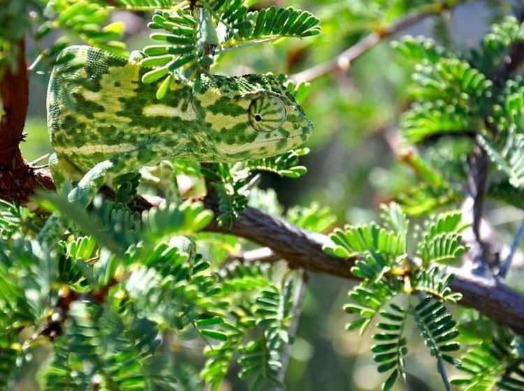 Kamuflase Hewan yang Mengecoh Mata