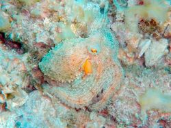 Kamuflase Hewan yang Mengecoh Mata