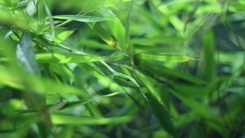 Ada kepala ular di tengah-tengah daun ini. (Foto: Boredpanda)