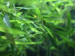 Kamuflase Hewan yang Mengecoh Mata