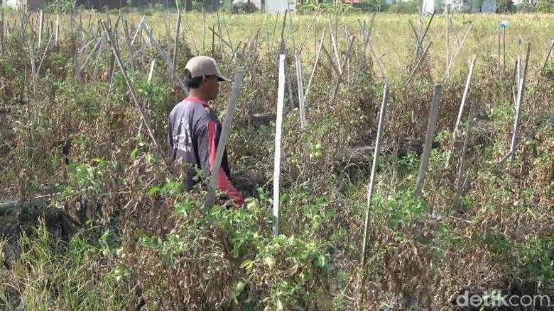 Saluran Irigasi Mengering, Tanaman Sayur di Pantura Gagal Panen Saluran Irigasi Mengering, Tanaman Sayur di Pantura Gagal Panen