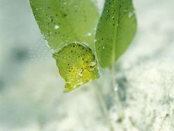 Kamuflase Hewan yang Mengecoh Mata