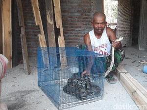 Seekor Ular Sanca Ditangkap di Lokasi Semburan Air Ngawi