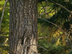 Kamuflase Hewan yang Mengecoh Mata