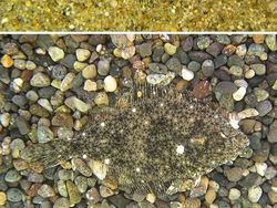 Kamuflase Hewan yang Mengecoh Mata