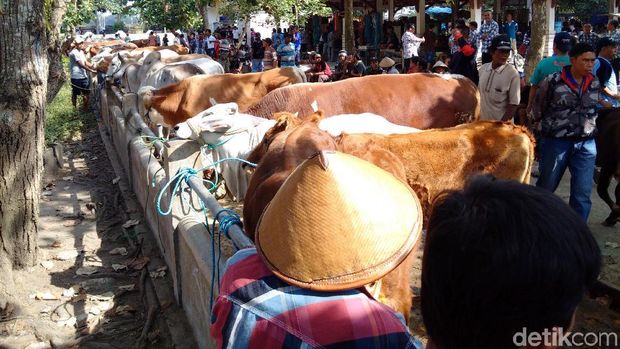 Ketersediaan Hewan Kurban di Sleman Meningkat 10% dari Tahun Lalu