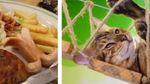Asyik! Di 10 Kafe Ini Bisa Makan Sambil Main dengan Hewan Lucu