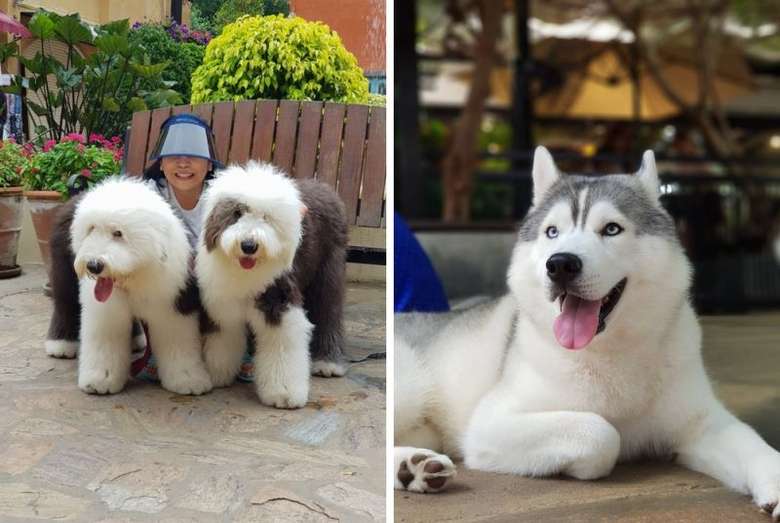 Asyik Di 10 Kafe Ini Bisa Makan Sambil Main Dengan Hewan Lucu