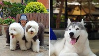 Ingin makan bareng Siberian Huskies yang menggemaskan?Datang saja ke TrueLove at Neverland di wilayah 153 Soi Ari Samphan 2, Bangkok. Selain itu, ada beberapa jenis anjing lucu juga di sini. Foto: TrueLove at Neverland  