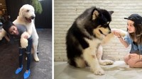 Kafe ini bernama Big Dog Cafe. Jadi jangan heran kalau kamu lihat anjing berukuran besar di sini. Ada anjing jenis Alaskan Malamutes, Chow Chows, dan lainnya. Foto:  Big Dog Cafe.  