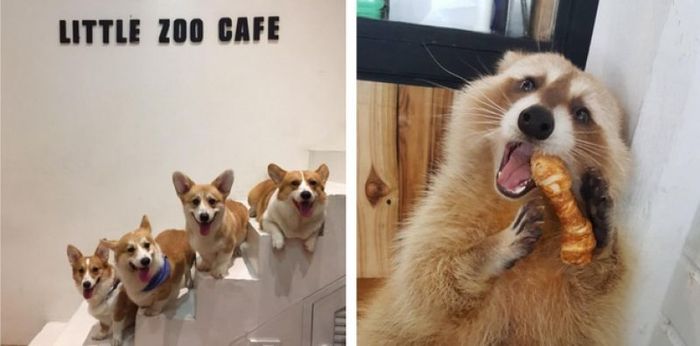 Asyik Di 10 Kafe Ini Bisa Makan Sambil Main Dengan Hewan Lucu