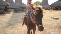 Orang Sumba juga identik dengan kuda sandelwood yang gagah. Bagi orang Sumba, kuda merupakan salah satu pegangan hidup dari lahir hingga tiada nanti (Randy/detikTravel)