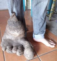 Wouw! Kentang Raksasa Ini Punya Bentuk Seperti kaki Manusia