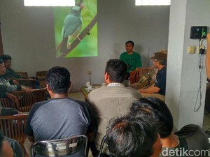 Permen Satwa Dilindungi Terbit, Pecinta Burung Kicau Resah