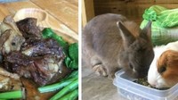 Suka dengan kelinci? Jangan lupa mampir ke Rabbito Cafe di Nong Kae Village, Bangkok. Di sini kamu bisa makan sambil memberi makan kelinci. Foto: Rabbito Cafe  