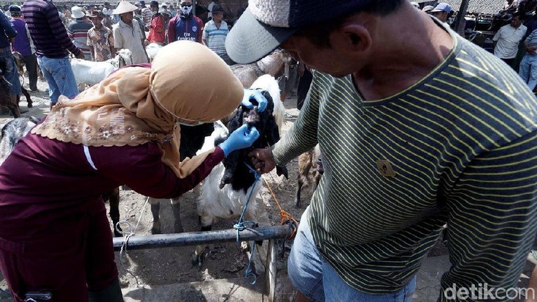 Hewan Ternak Kurban di Pasar Sapi Boyolali Mulai Diperiksa Hewan Ternak Kurban di Pasar Sapi Boyolali Mulai Diperiksa