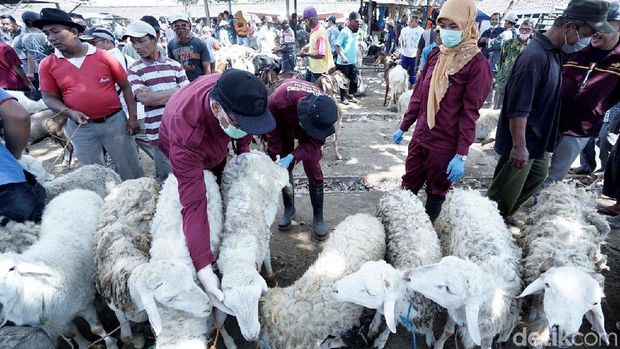 Hewan Ternak Kurban di Pasar Sapi Boyolali Mulai Diperiksa