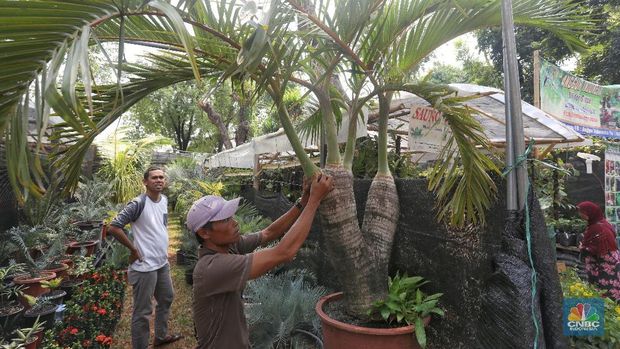 Palem botol cabang Palem botol cabang