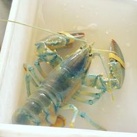 Restoran Ini Pilih Lepaskan Lobster 'Cotton Candy' Langka Daripada Memasaknya