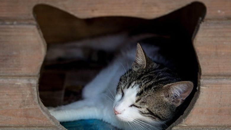 Kenyataan Rumit tentang Dengkuran Kucing Kenyataan Rumit tentang Dengkuran Kucing