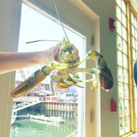 Restoran Ini Pilih Lepaskan Lobster 'Cotton Candy' Langka Daripada Memasaknya