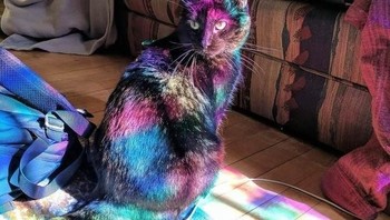 Tubuh kucing ini menjadi berwarna karena adanya pantulan cahaya dari kaca, bagaimana keisengan dari pakar photoshop? (Foto: Internet)