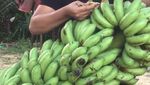 Kocak! Gaya Makan Fahrit Mufama yang Katanya Titisan Syahrini dan Olga
