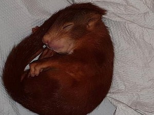 Polisi Jerman Selamatkan Seorang Pria dari Teror Bayi Tupai