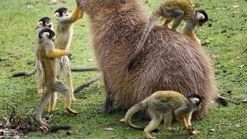 Kapibara yang dikerumunin monyet tupai. (Foto: Internet)