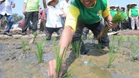 Selain hobi kulineran, Romy juga sempat belajar menanam padi dan langsung turun ke sawah. Foto: Instagram @romahurmuziy