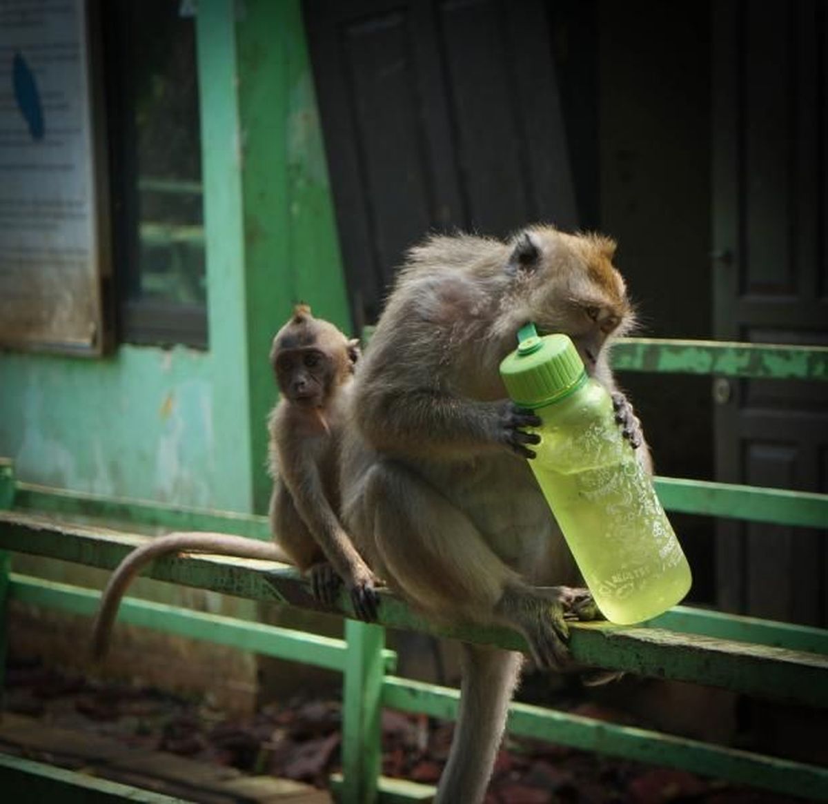 Satwa Liar Suaka Margasatwa Muara Angke Vs Warga Pik
