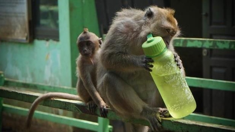 Monyet di Suaka Margasatwa Muara Angke Monyet di Suaka Margasatwa Muara Angke