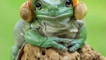 Foto dua siput nempel di kuping katak bikin netizen gatal untuk diedit, hasilnya?. (Foto: Internet) 