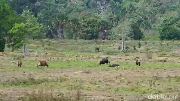 Wildlife di Sadengan Alaspurwo