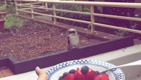 Wah, pantas saja pelantun lagu Istana ini bertubuh ramping. Ia juga kerap mengonsumsi buah-buahan.  Foto: Instagram @simorangkir.brianna