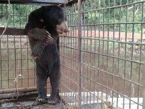 Petugas Evakuasi Sepasang Beruang dari Permukiman Warga di Riau