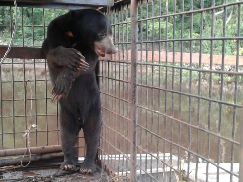 Petugas Evakuasi Sepasang Beruang dari Permukiman Warga di Riau Petugas Evakuasi Sepasang Beruang dari Permukiman Warga di Riau