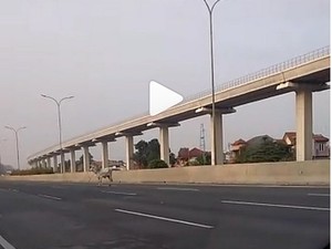 Seekor Sapi Masuk Tol Jagorawi KM 07 Jakarta Arah Bogor