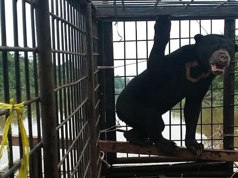 Petugas Evakuasi Sepasang Beruang dari Permukiman Warga di Riau