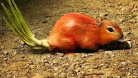 Hmmm, foto ini kelihatan seperti satu objek. Padahal kalau diperhatikan ada gabungan kepala tikus dan bawang bombay. Foto: Designcrowd